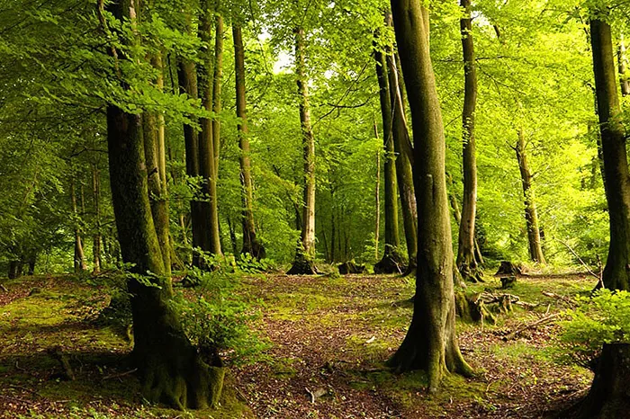 چرا بازسازی به‌جای خرید؟ مبلانا و محیط زیست